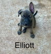 Elliott