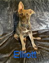 adoptable Dog in , KS named Elliott