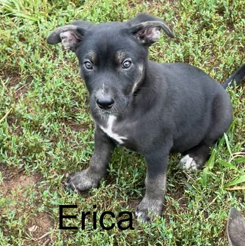 Erica