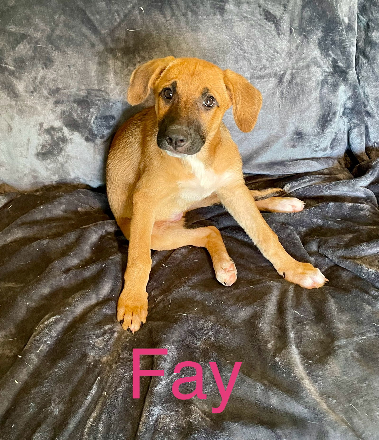 adoptable Dog in Topeka, KS named Fay