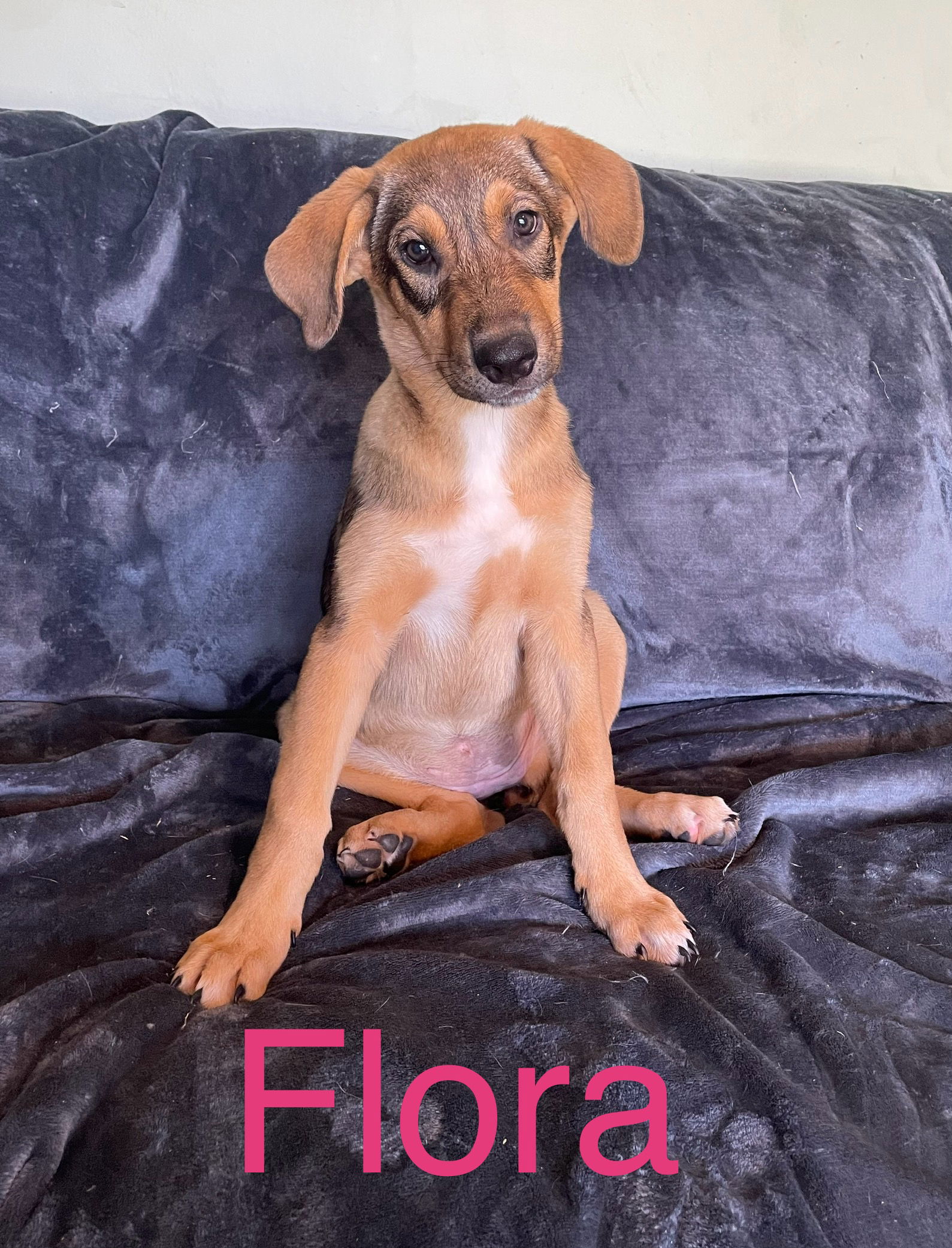 adoptable Dog in Topeka, KS named Flora