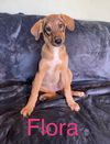 adoptable Dog in , KS named Flora