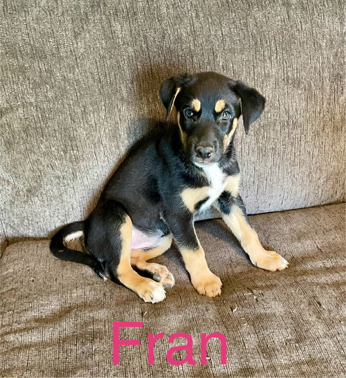 Fran