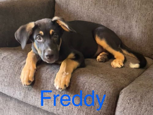 Freddy