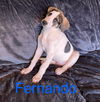 adoptable Dog in , KS named Fernando