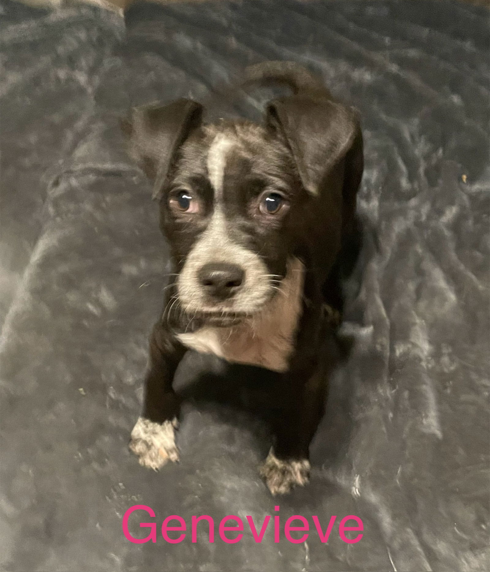 adoptable Dog in Topeka, KS named Genevieve