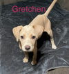 Gretchen