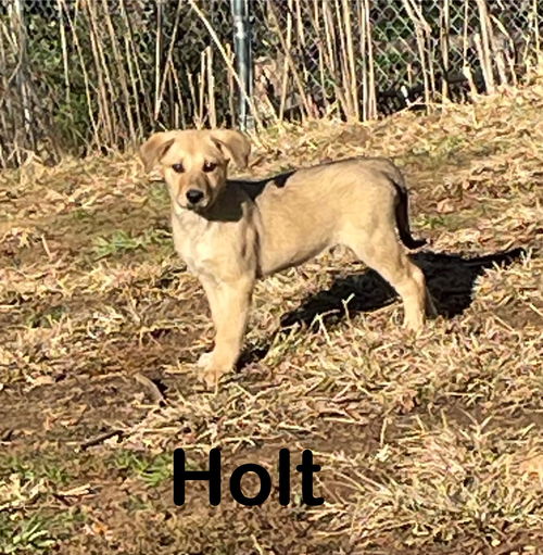 Holt