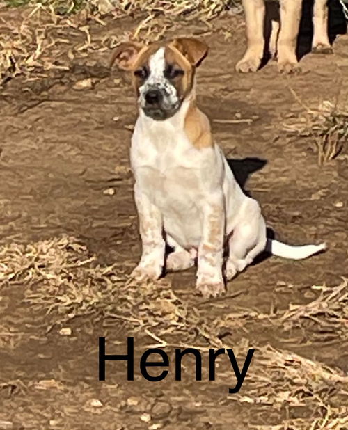 Henry