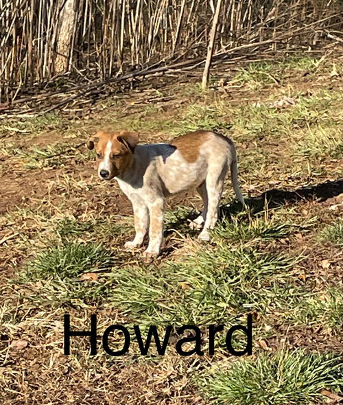 Howard