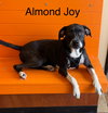 Almond Joy - Photo 1