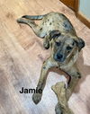 Jamie