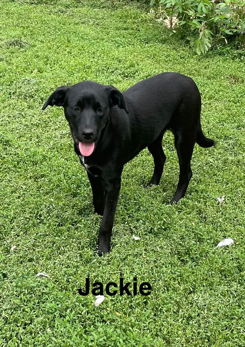 Jackie