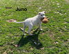 Juno