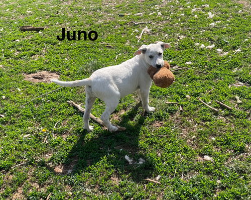 Juno