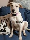 Juno - Photo 1