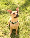 Maggie May