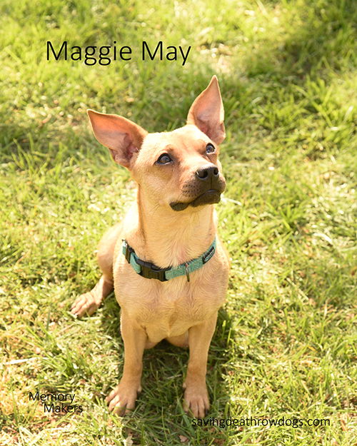 Maggie May