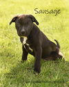 Sausage