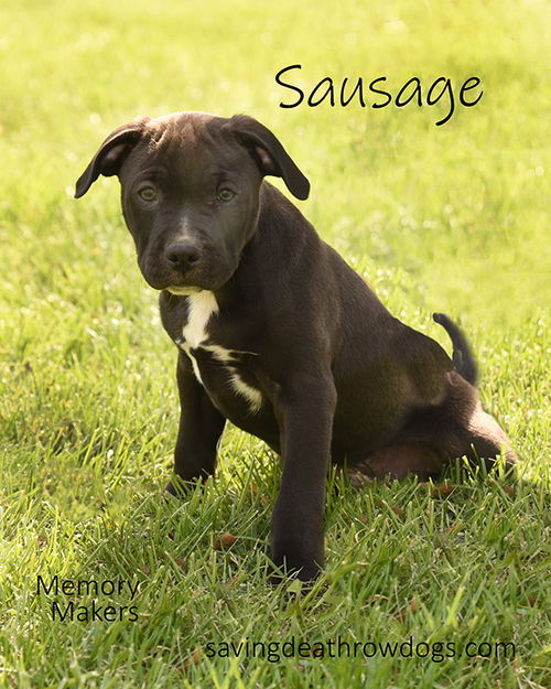 Sausage