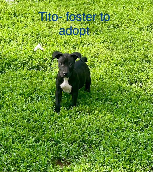 Tito