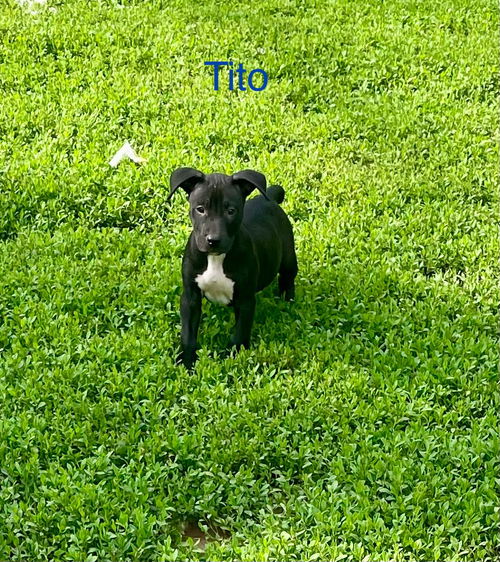 Tito
