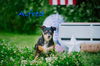 Alfred