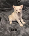 Kent
