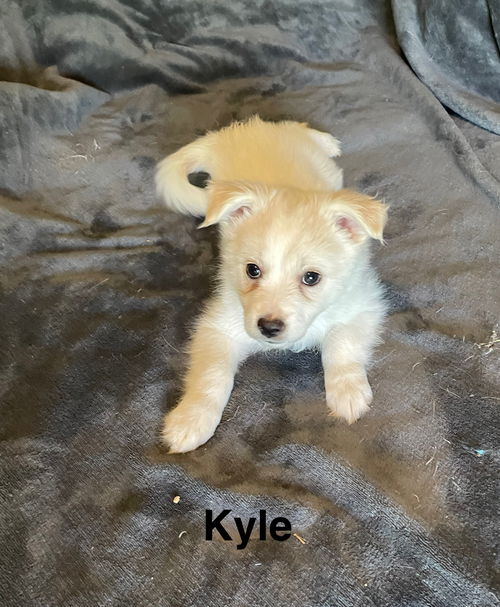 Kyle