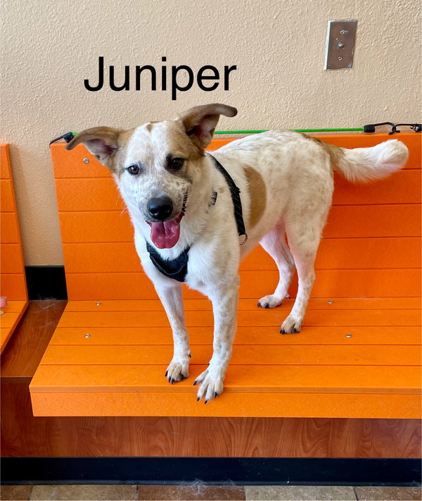 Juniper