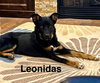 Leonidas