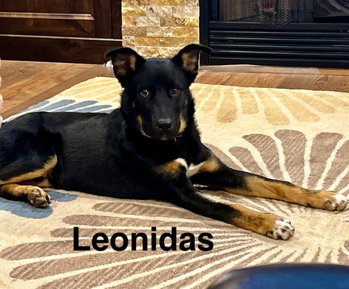 Leonidas