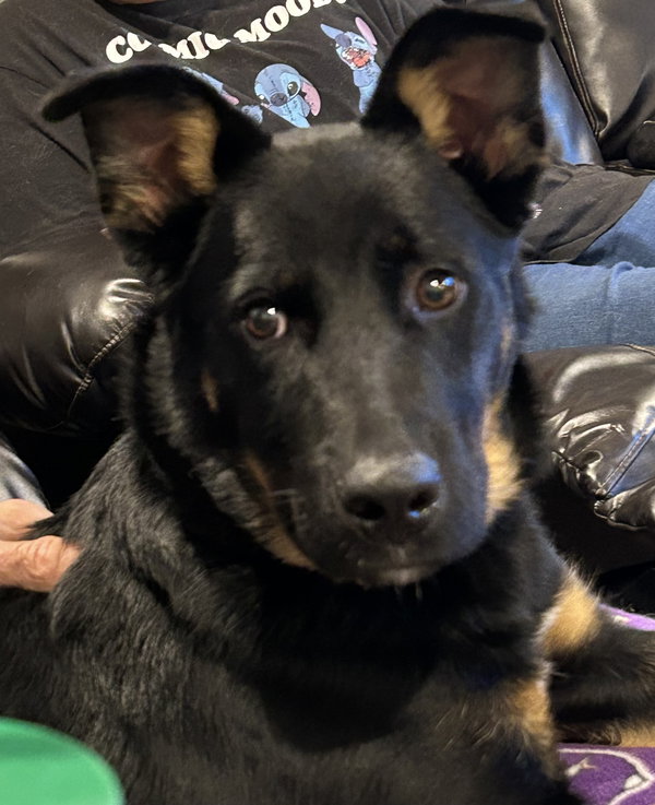 Leonidas