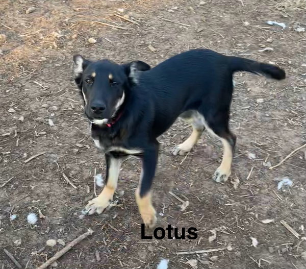 Lotus