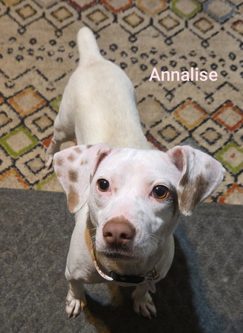 Annalise