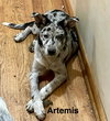 Artemis
