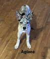 Aglaea - Photo 1