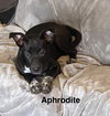 Aphrodite