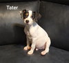 Tater