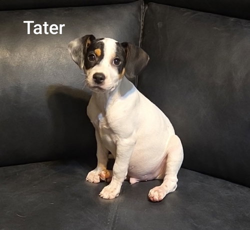 Tater