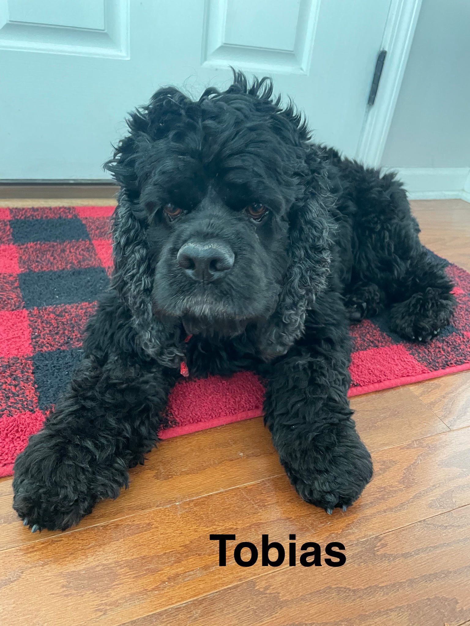 Tobias