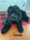 Tobias - Photo 1