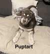 Puptart