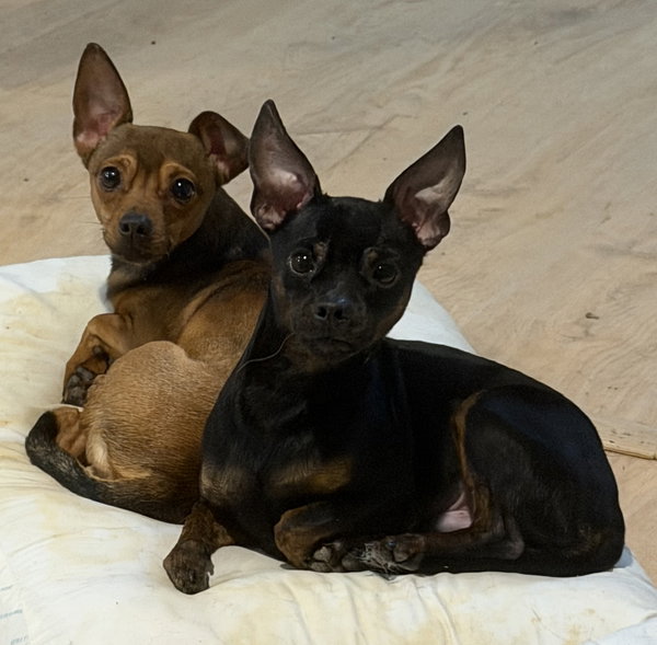 Cruiser and Gizzy