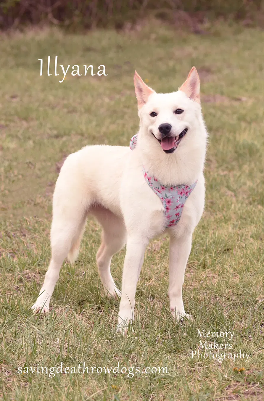Illyana - Husky