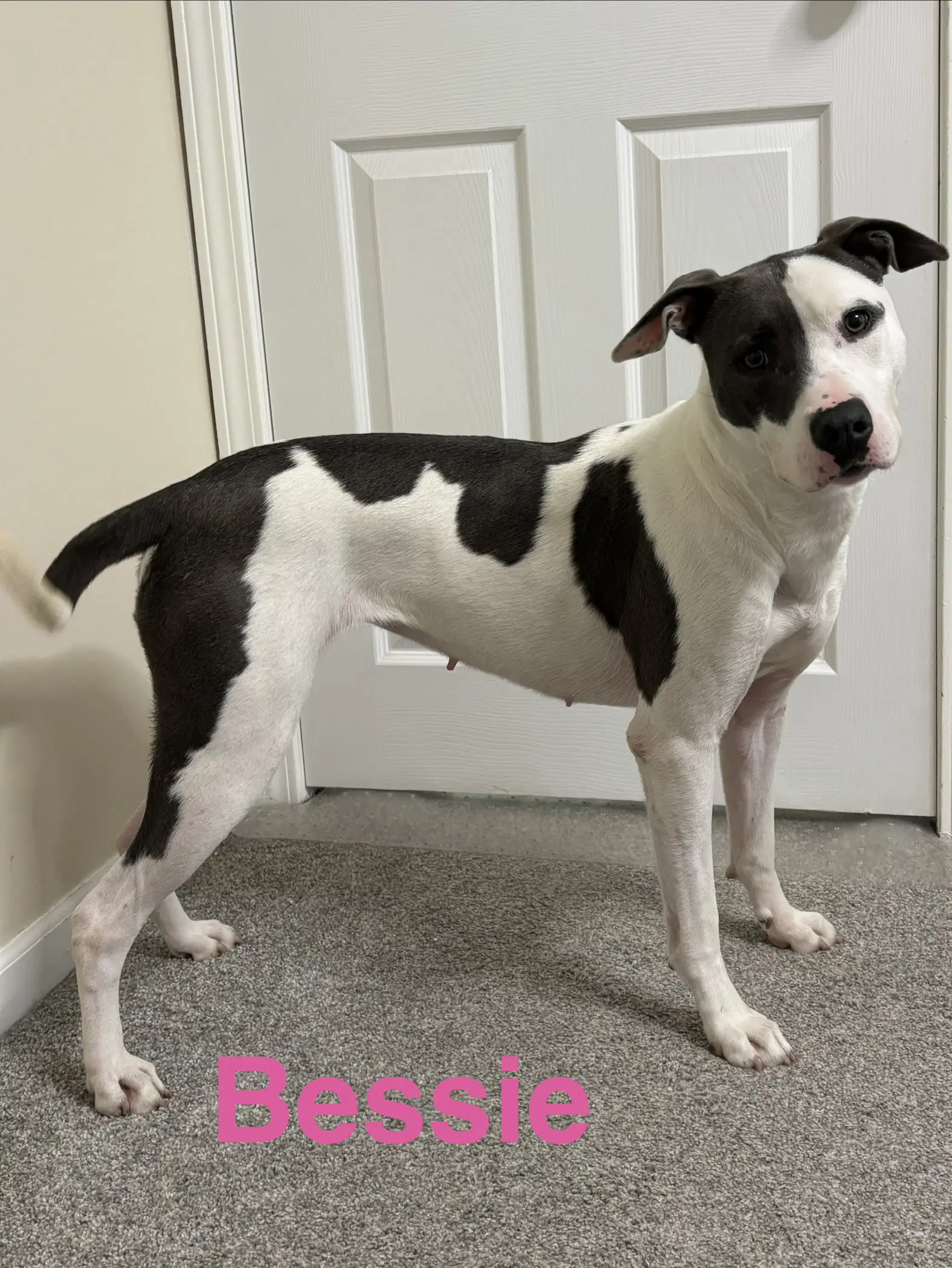 Bessie - American Pit Bull Terrier