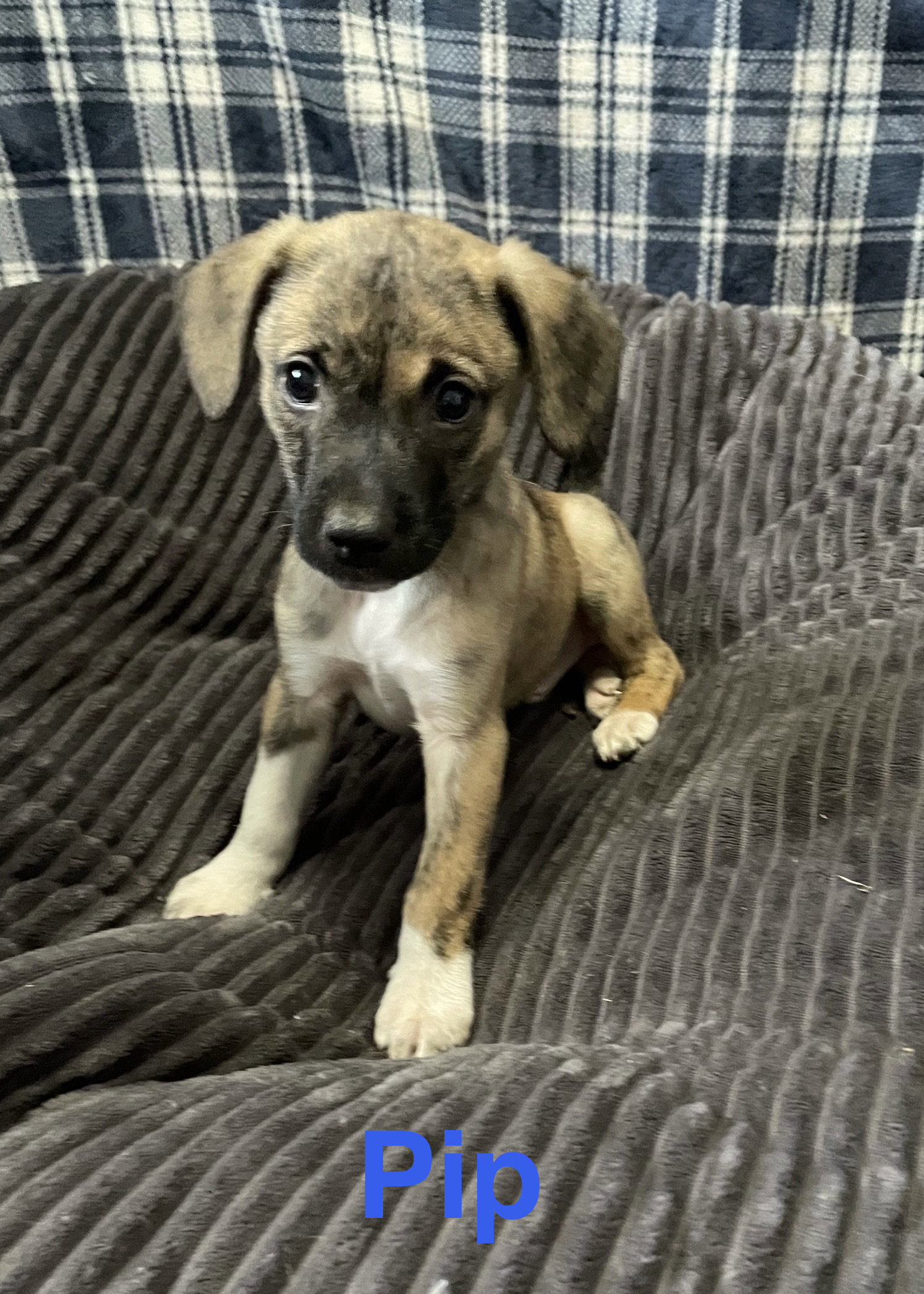 Pip