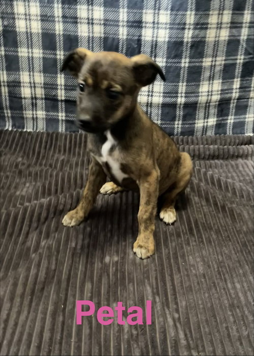 Petal, an adoptable Terrier in Topeka, KS