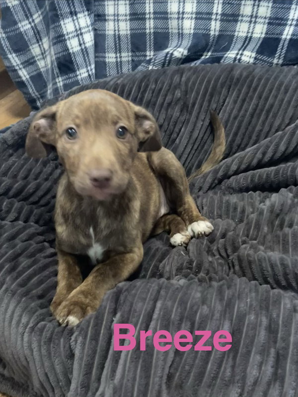 Breeze