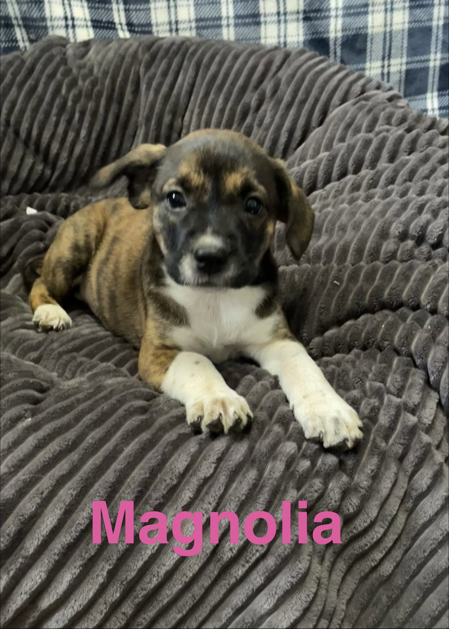 Magnolia